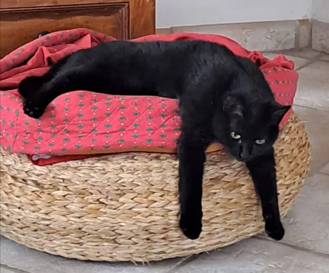 gatta lost   33010 Resia / Rezija Bianca