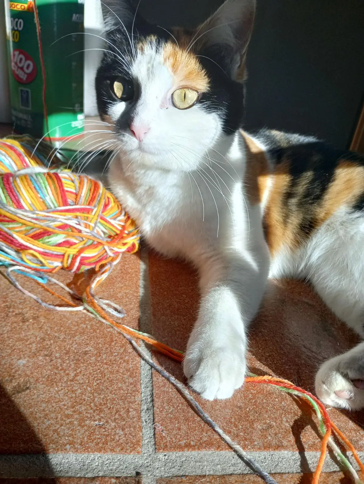 gatta lost   33010 Resia / Rezija Rio