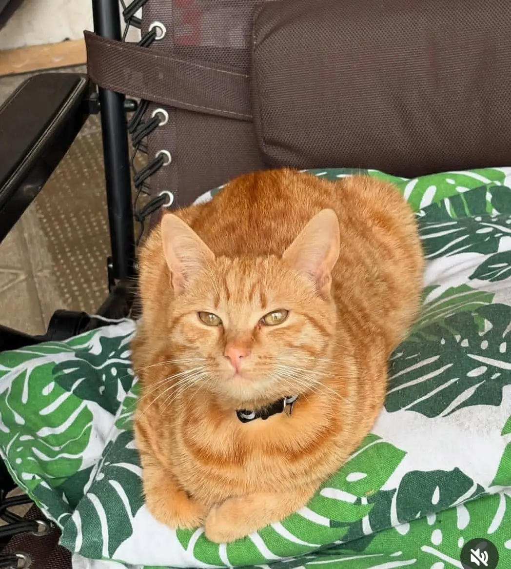 gatta lost   33030 Rive d'Arcano / Rivis Darcjan - Rives Darcjan Agata