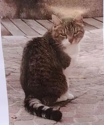 gatta lost   33040 Povoletto / Paulêt Saga