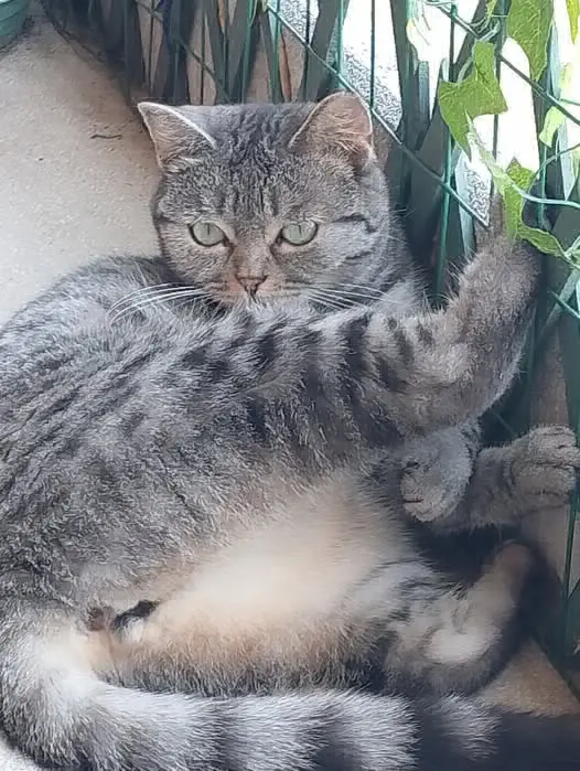 gatta lost   33034 Fagagna / Feagne Sofi