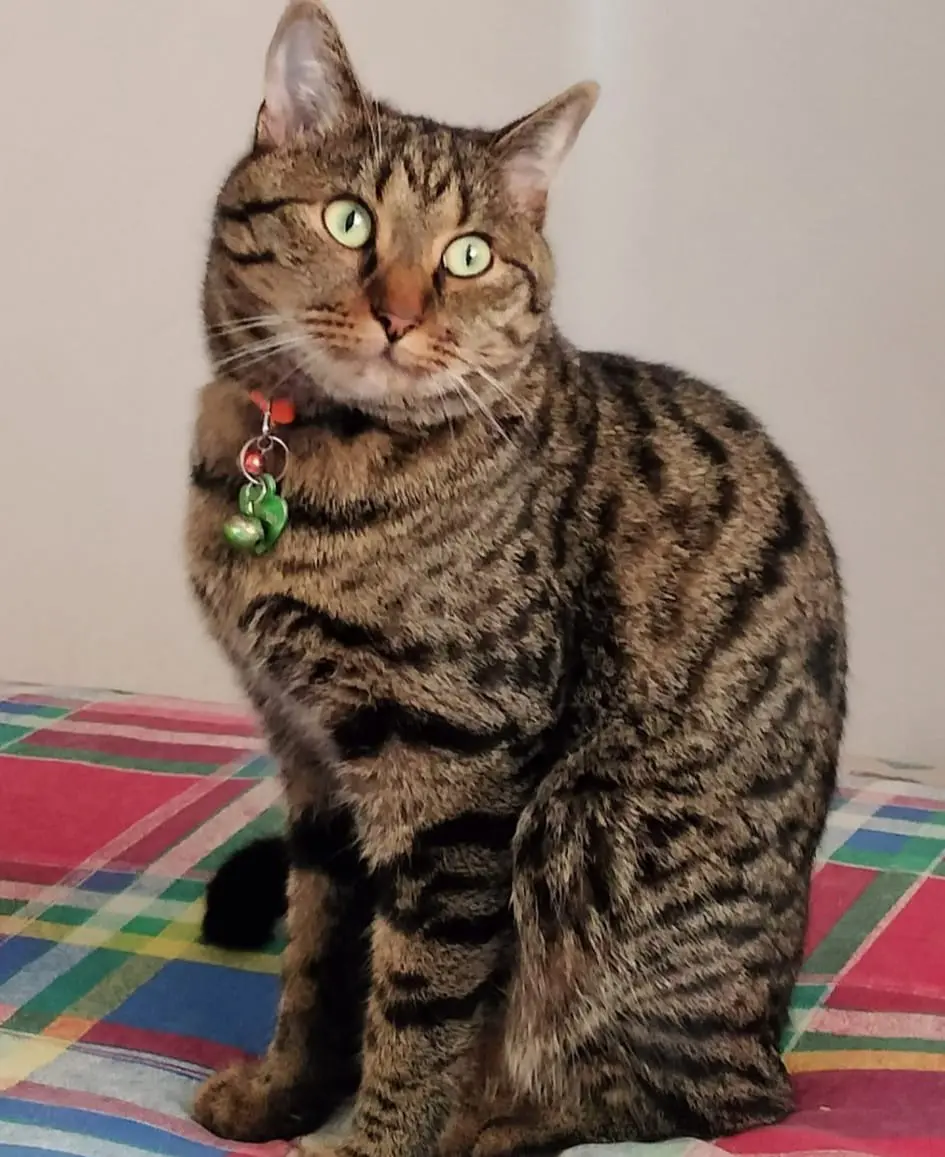 gatta lost   33010 Tavagnacco Luna