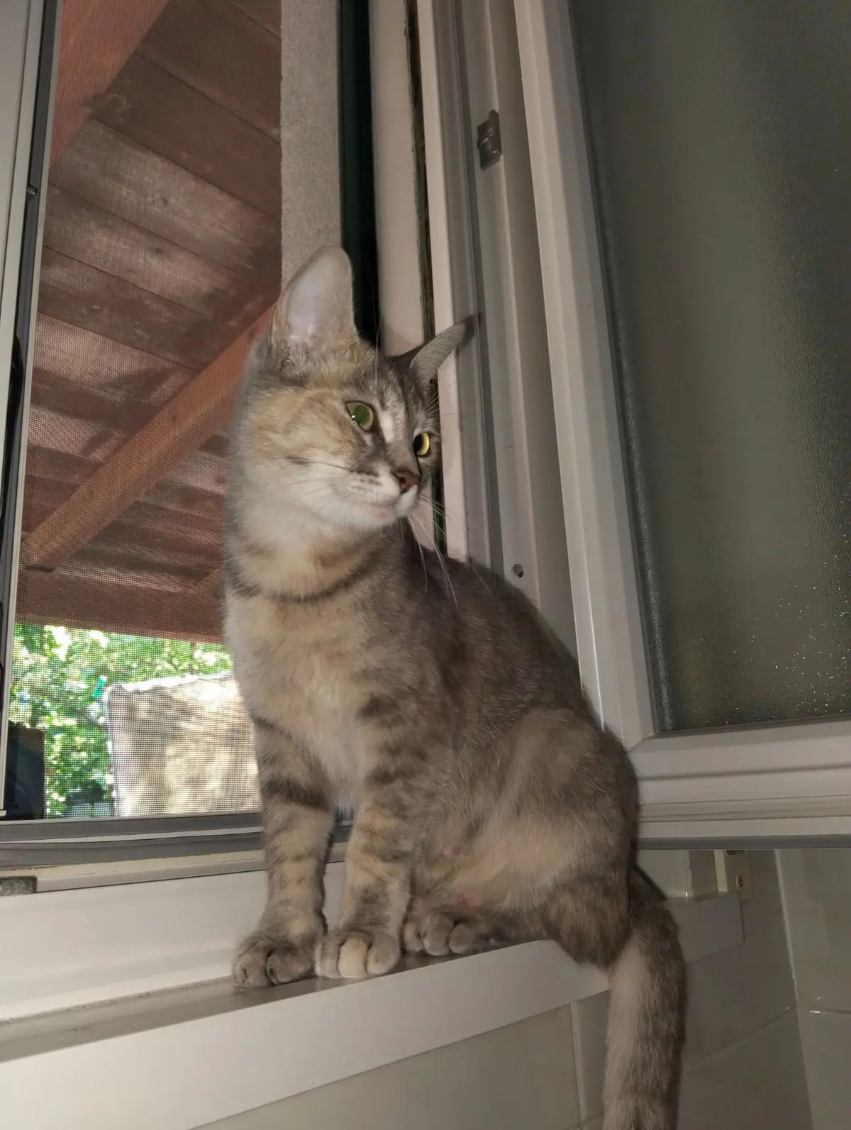 gatta lost   33010 Tavagnacco Mizi