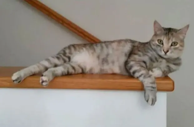 gatta lost   33100 Udine / Udin Ariel