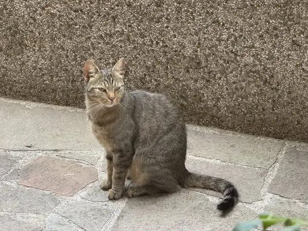 gatta lost   33100 Udine / Udin Cara