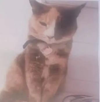 gatta lost   33100 Udine / Udin Chloe