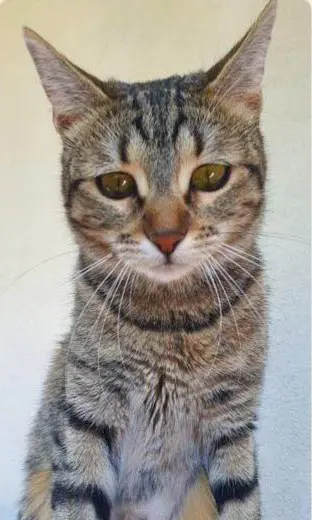 gatta lost   33100 Udine / Udin Leila