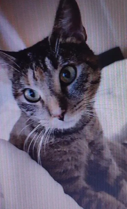 gatta lost   33100 Udine / Udin Lili