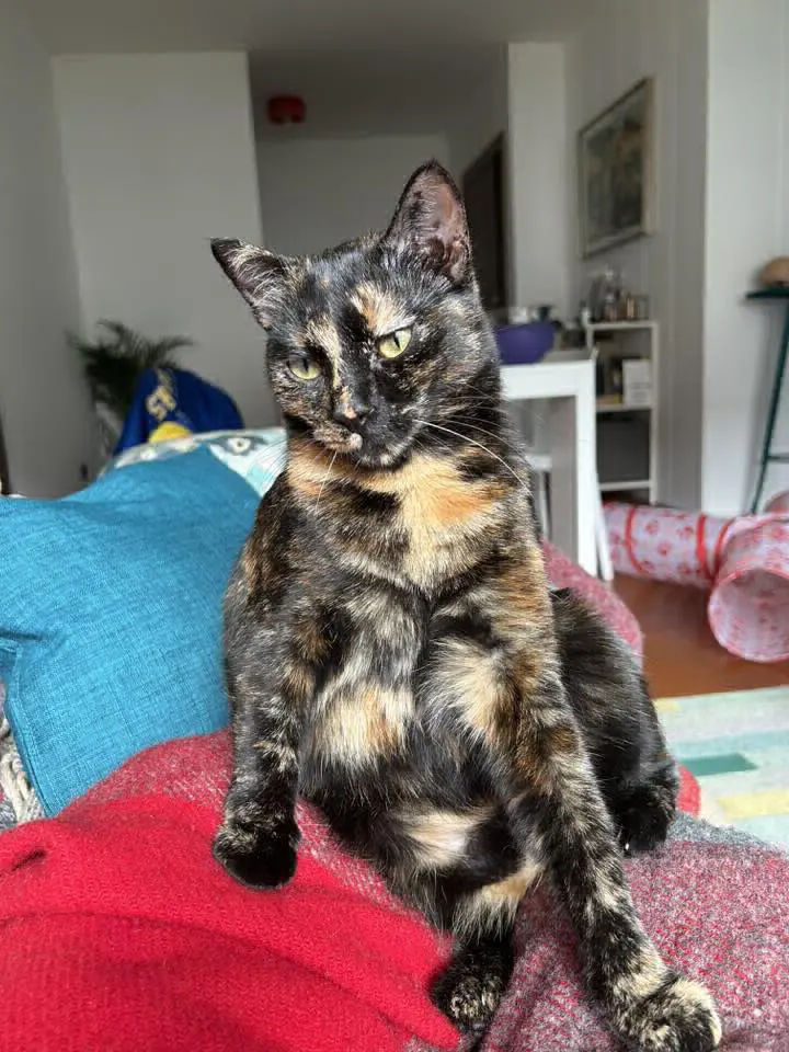 gatta lost   33100 Udine / Udin Luthien,