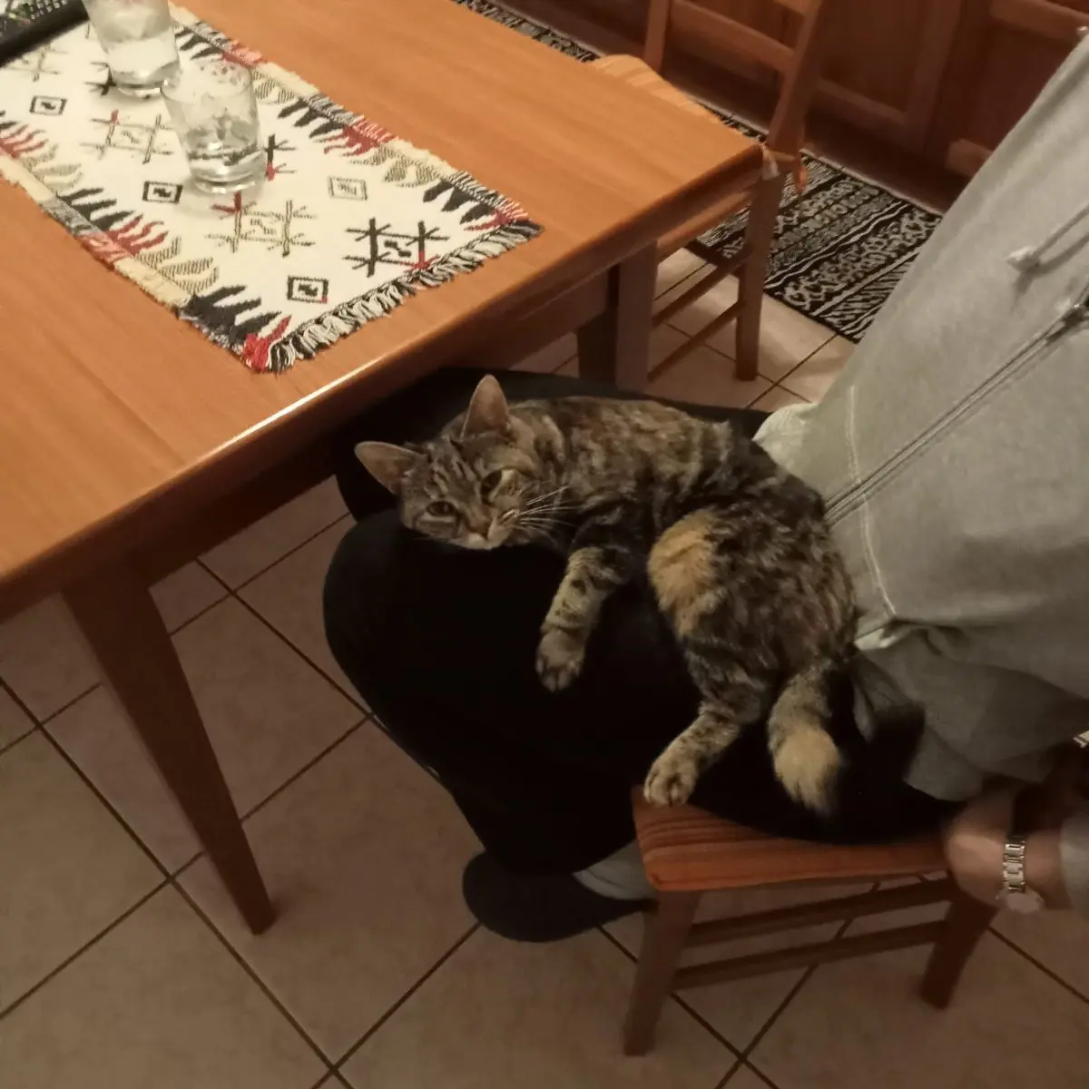 gatta lost   33100 Udine / Udin Mina