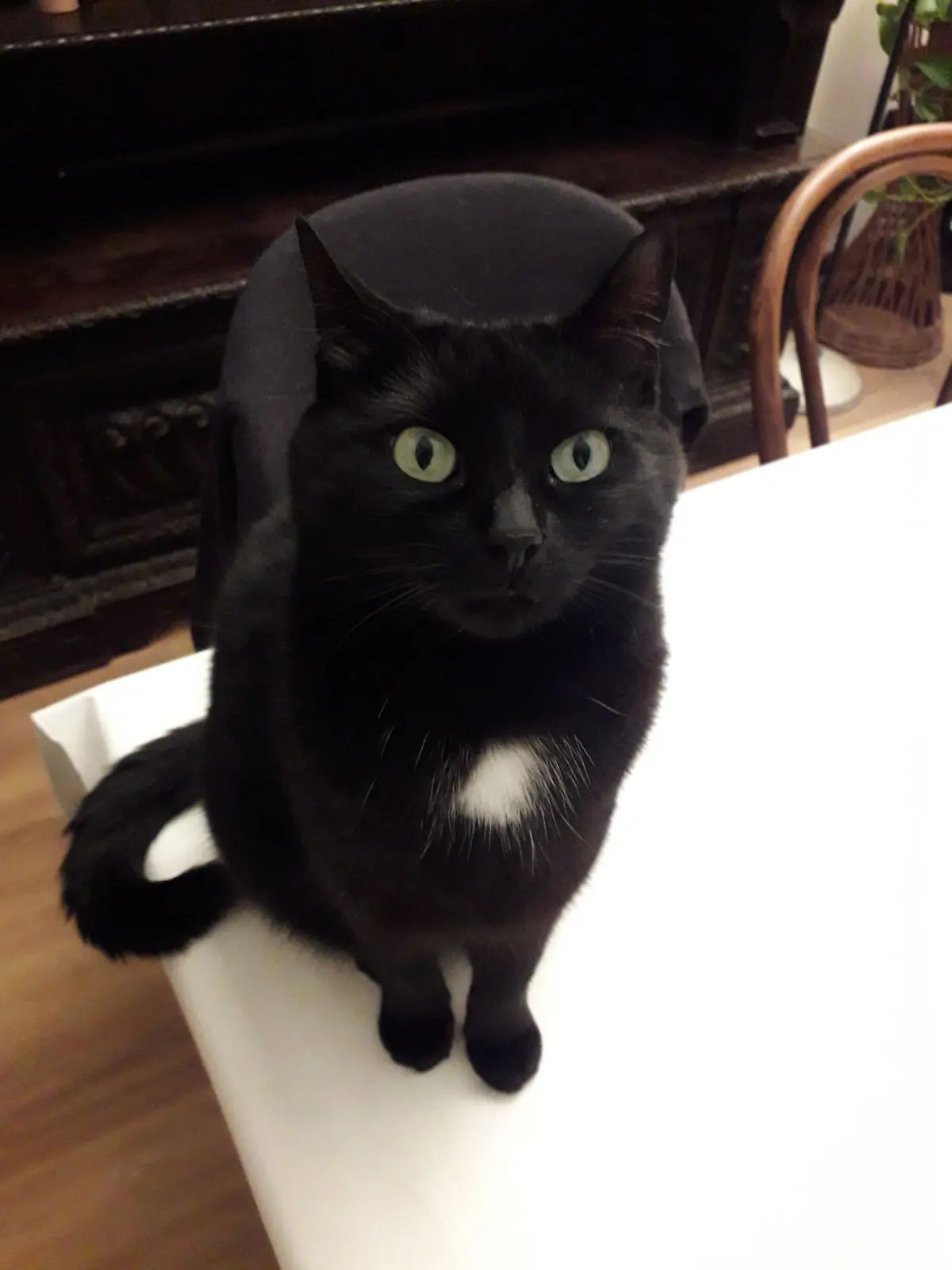 gatta lost   33100 Udine / Udin Nerina