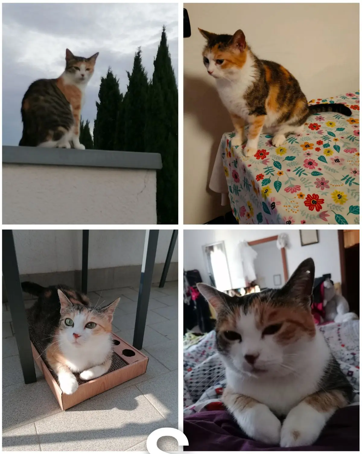 gatta lost   33100 Udine Sissy