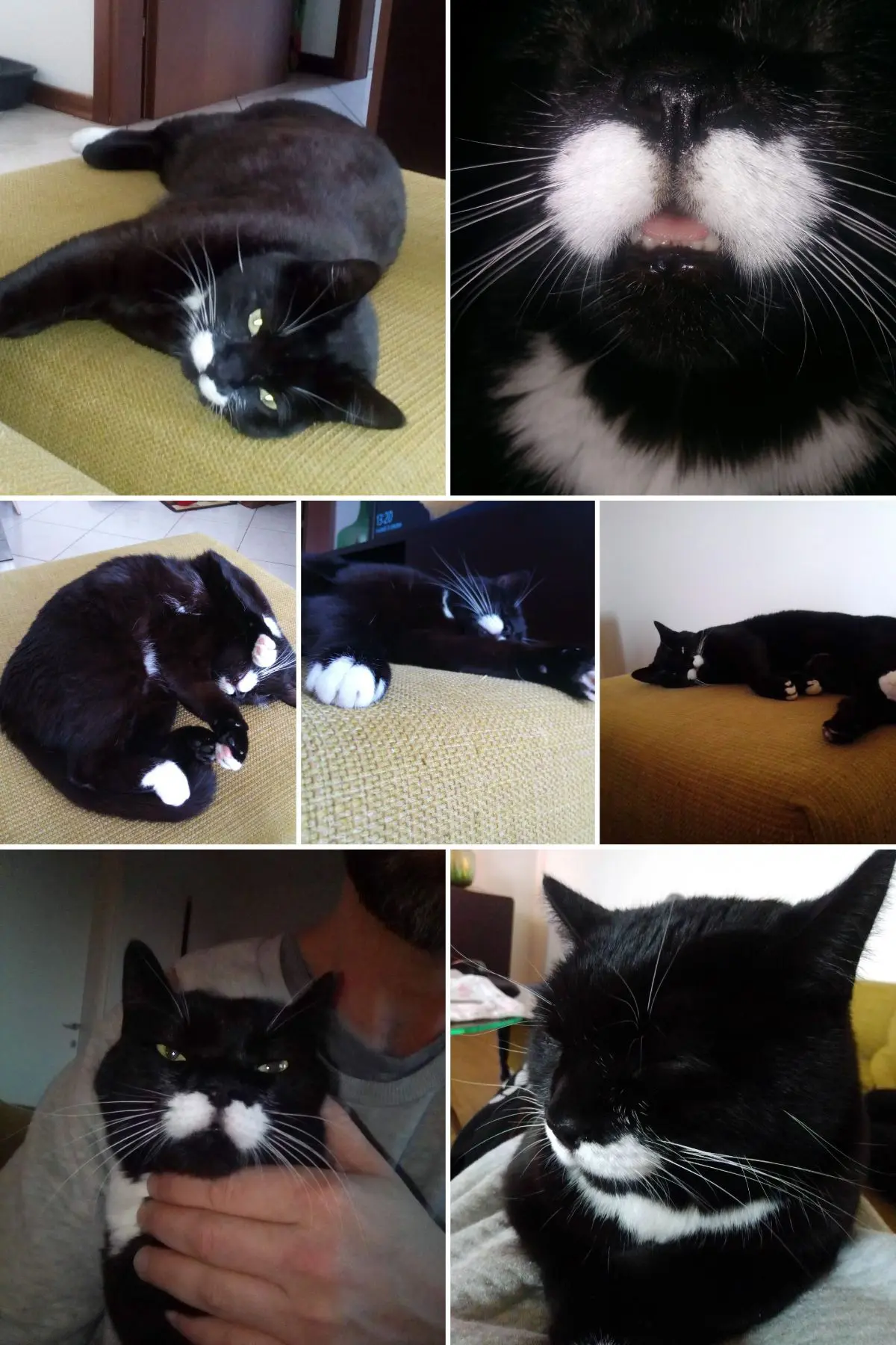 gatta lost   33047 Remanzacco / Remanzâs Venere