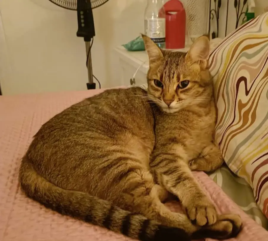 gatta lost   21037 Lavena Ponte Tresa Gocciola