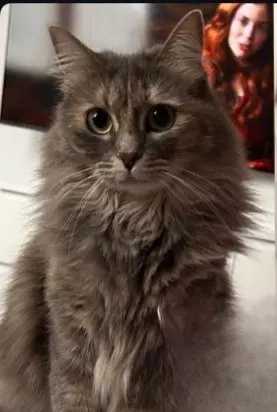 gatta lost   21014 Laveno-Mombello Cecilia