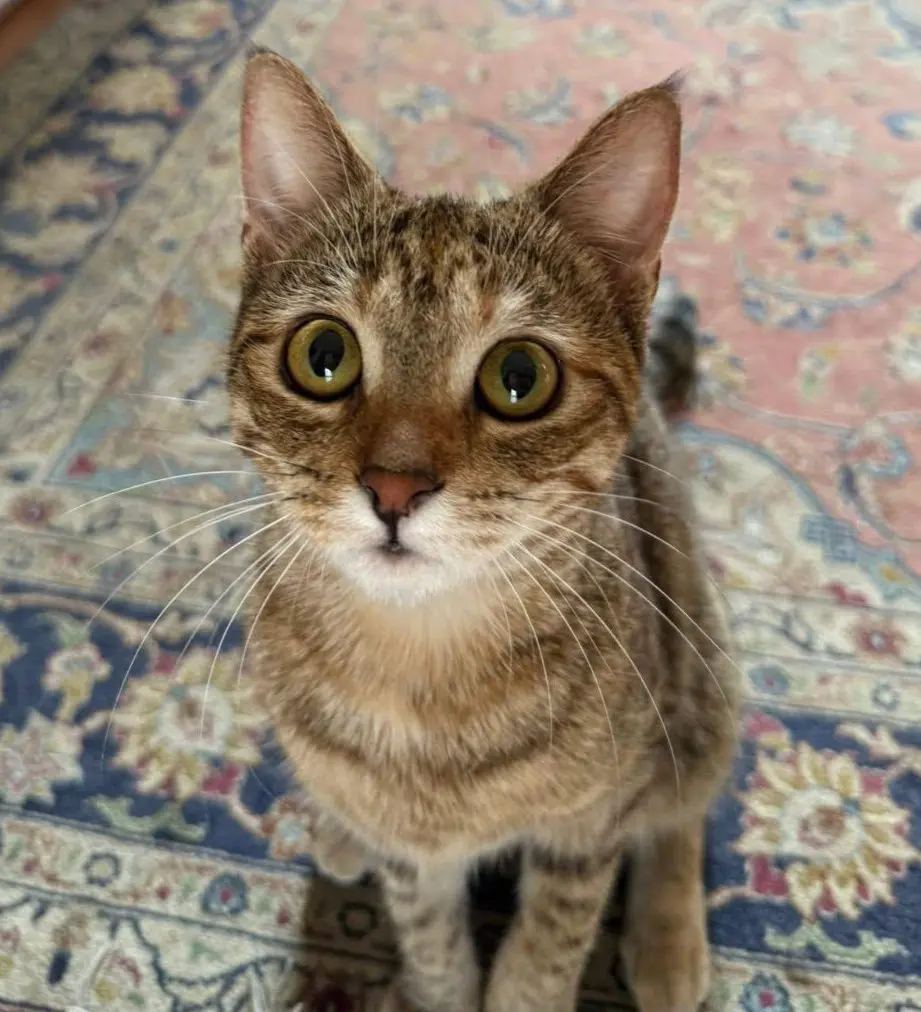 gatta lost   21047 Saronno Nana