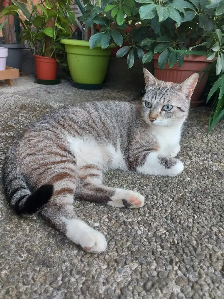 gatta lost   21018 Sesto Calende Bella