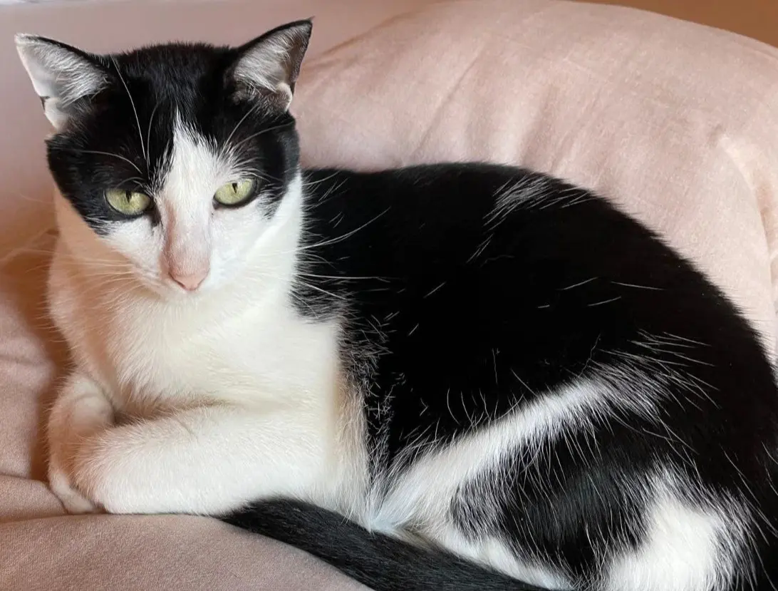 gatta lost   21047 Saronno Bianca