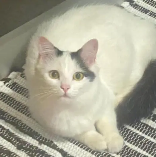 gatta lost    Grantola Diana