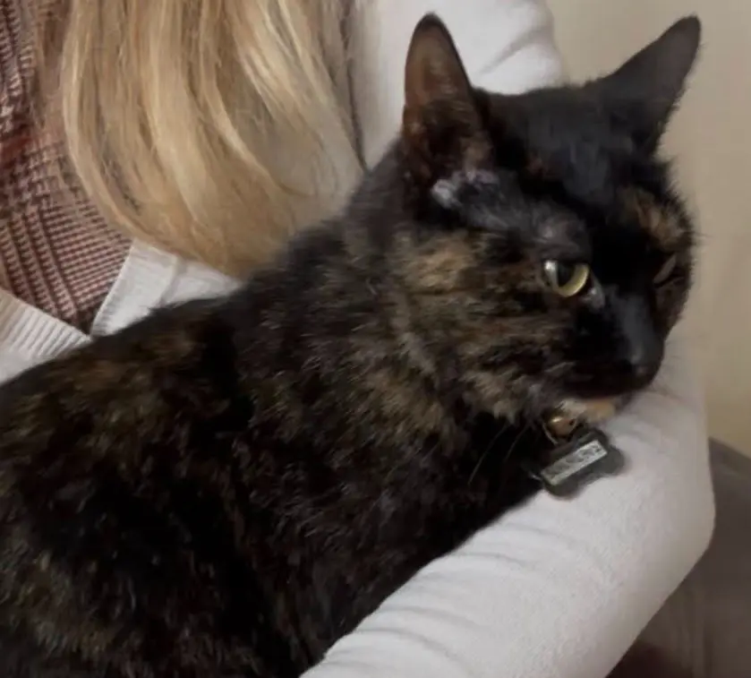 gatta lost   21049 Tradate Fulmine