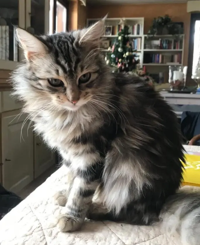 gatta lost   21045 Gazzada Schianno Yuma