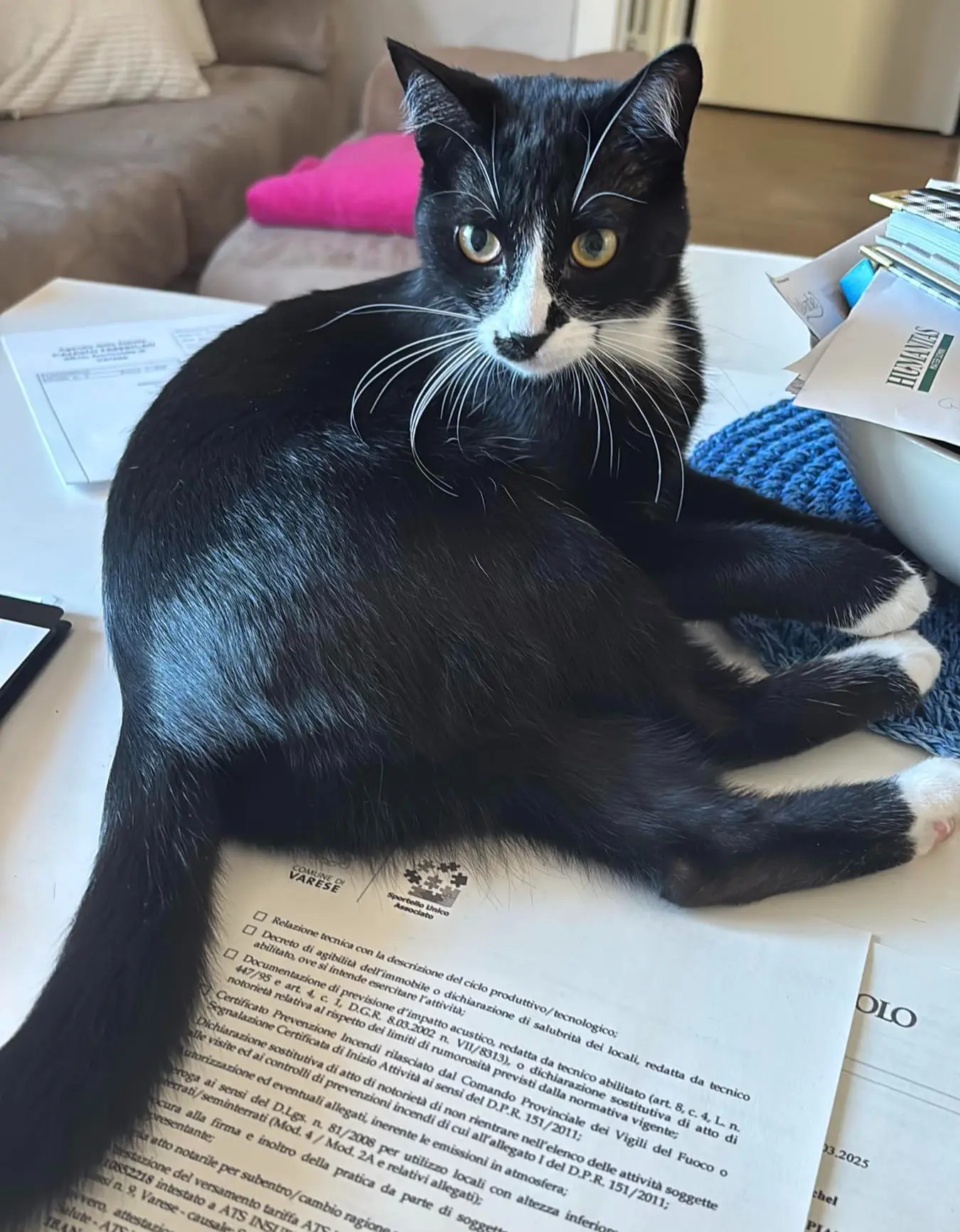 gatta lost   21026 Gavirate Luna