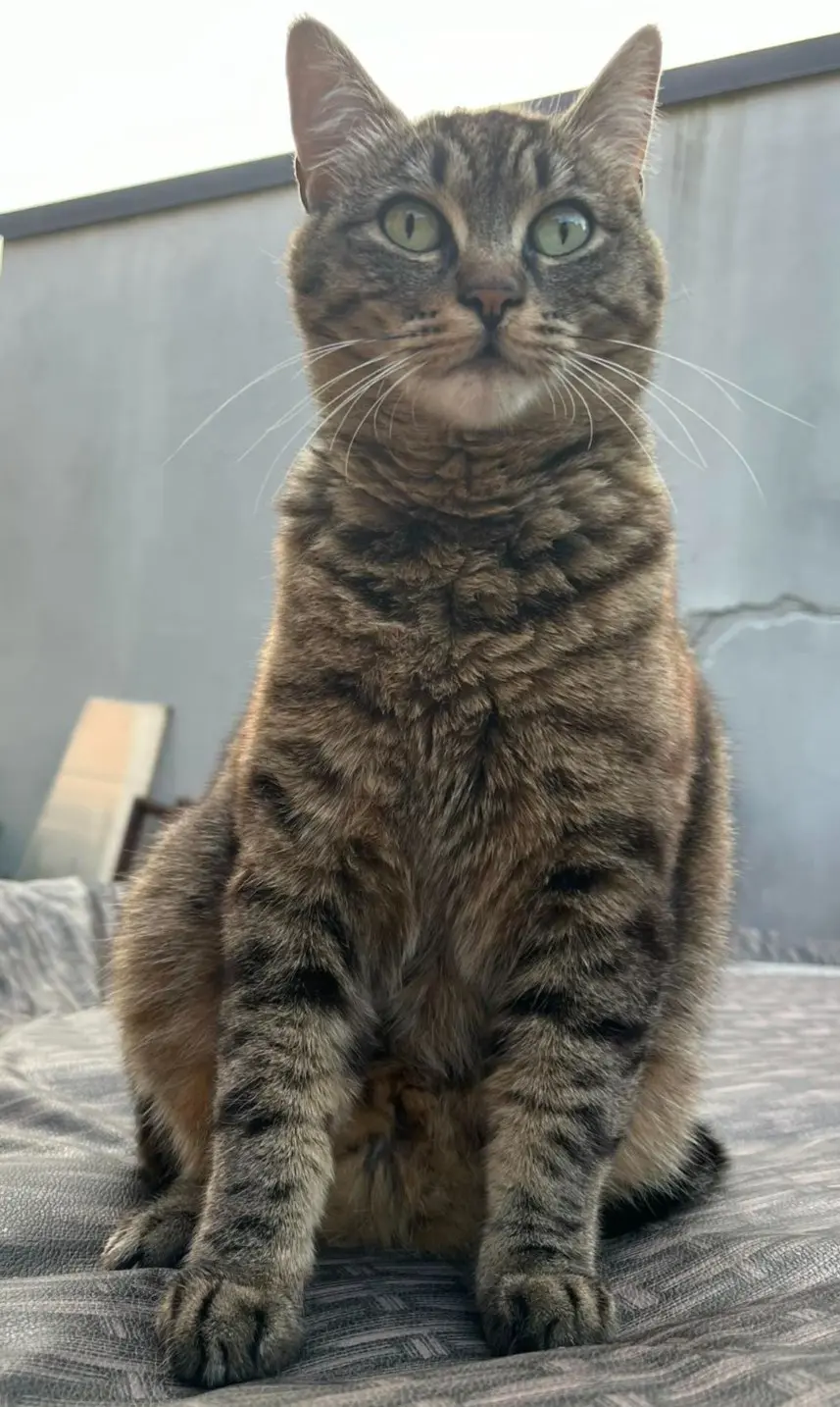 gatta lost   21019 Somma Lombardo Maya