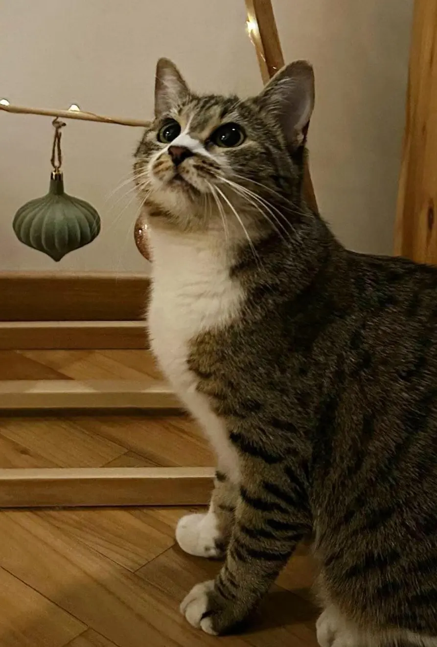 gatta lost   21026 Gavirate Nina