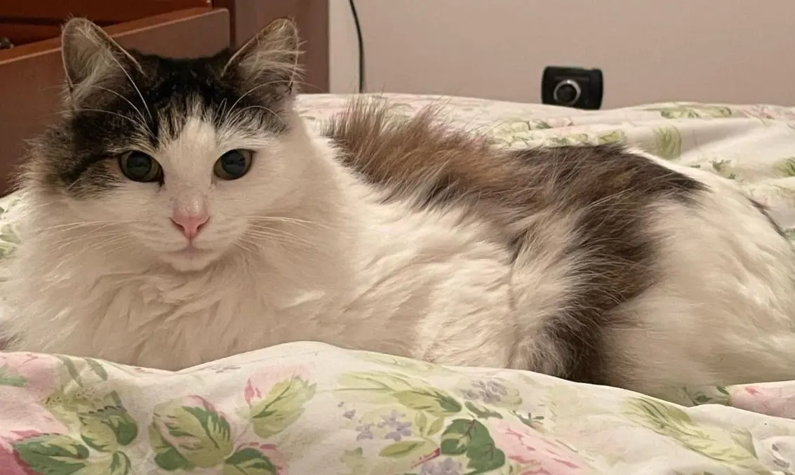 gatta lost   21032 Caravate Pepita