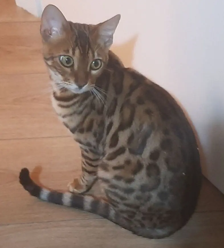 gatta lost    Germignaga Pesca