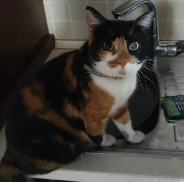 gatta lost   21052 Busto Arsizio Tinta