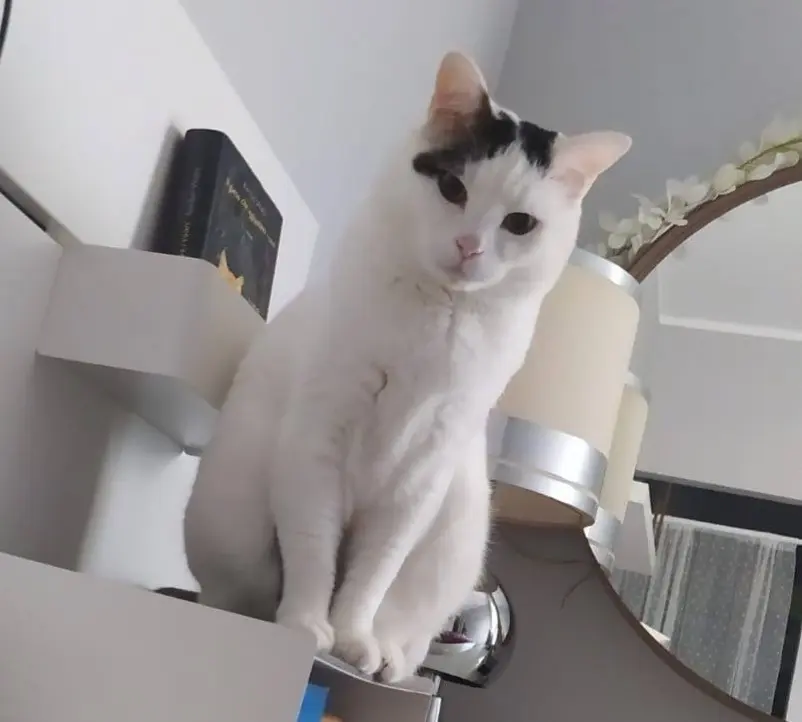 gatta lost    Varèse Olivia