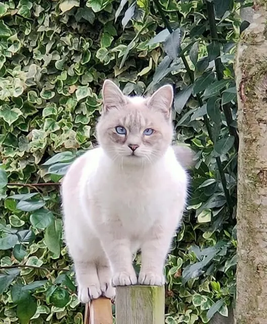 gatta lost   30020 Noventa di Piave Stellina