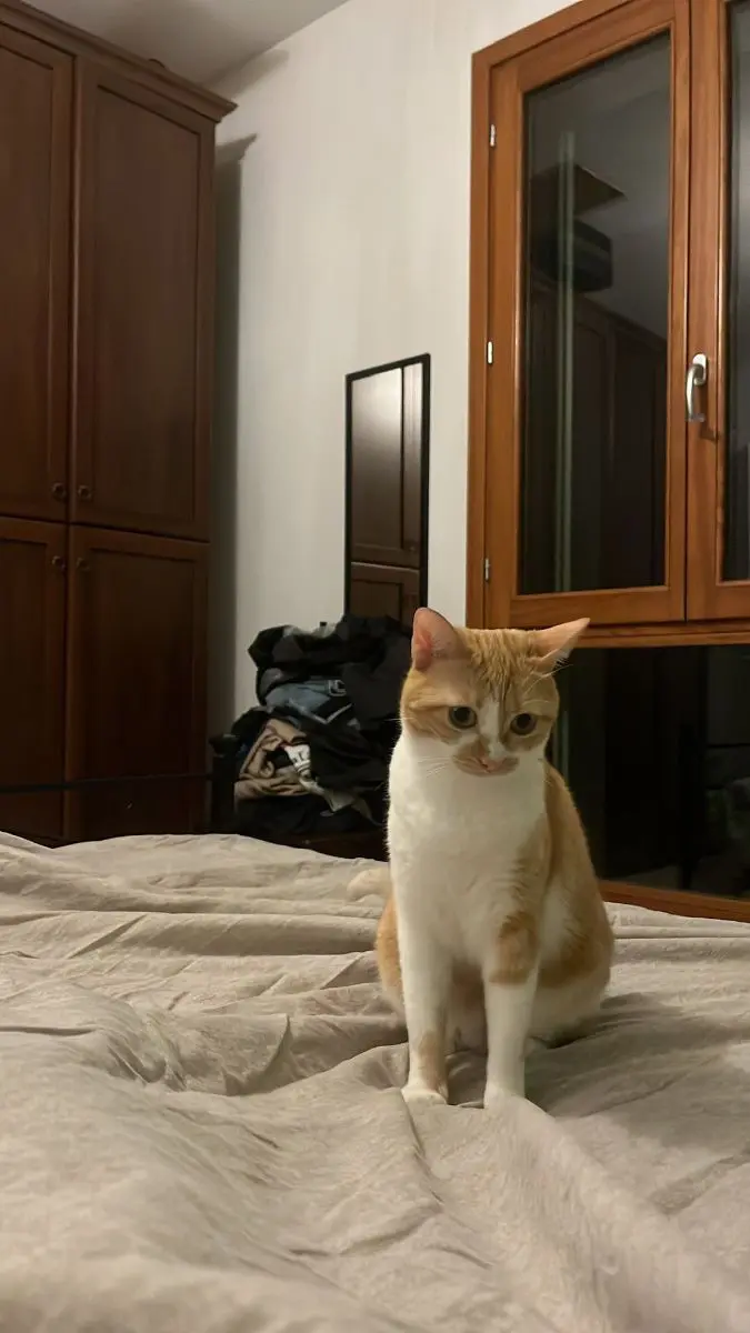 gatta lost   30028 San Michele al Tagliamento Olimpia