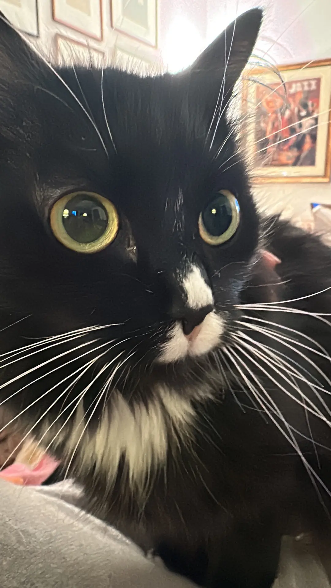 gatta lost   30121-30176 Venise Gastona