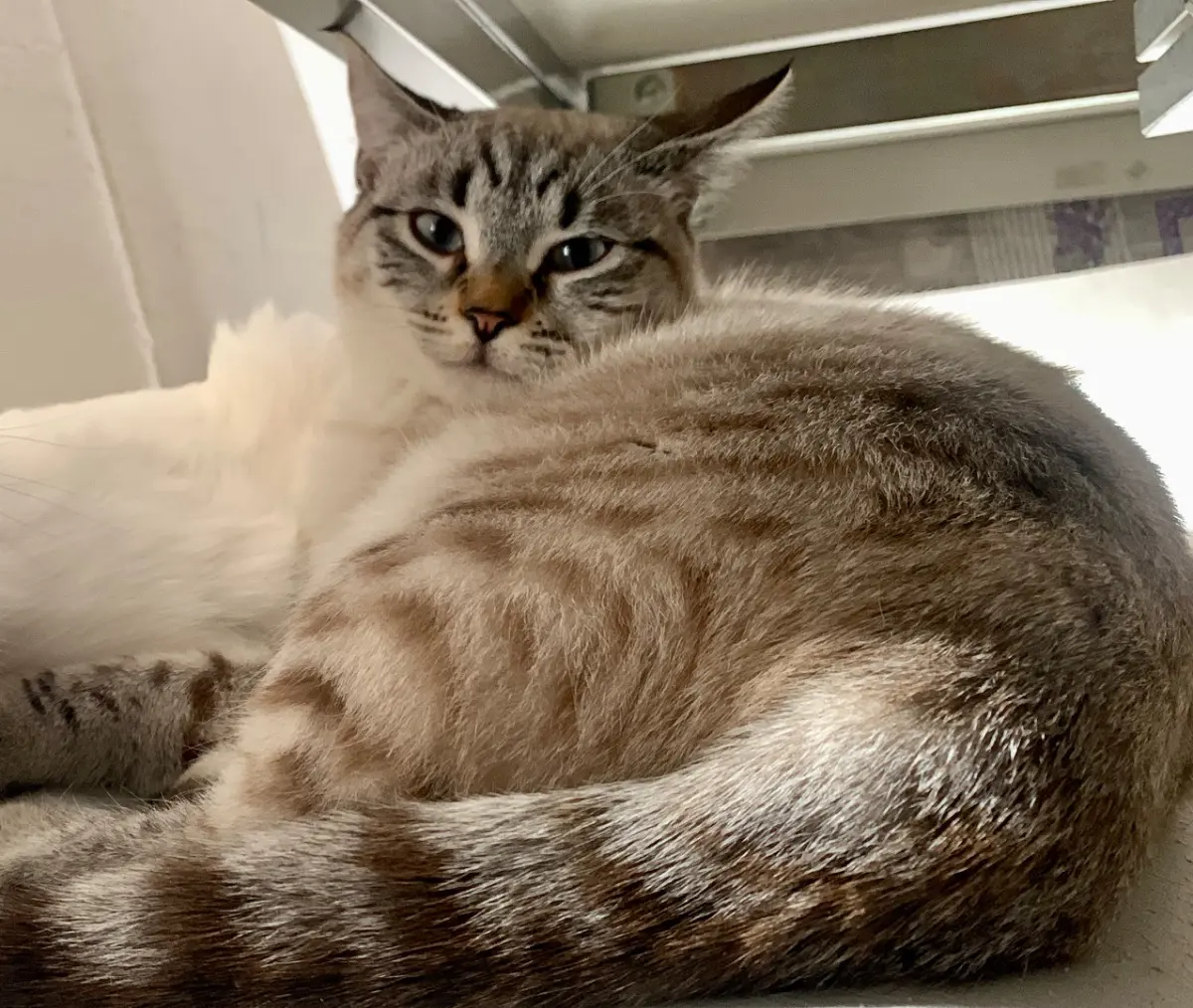 gatta lost   30121-30176 Venise Misa