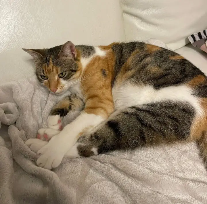 gatta lost   36015 Schio Birba