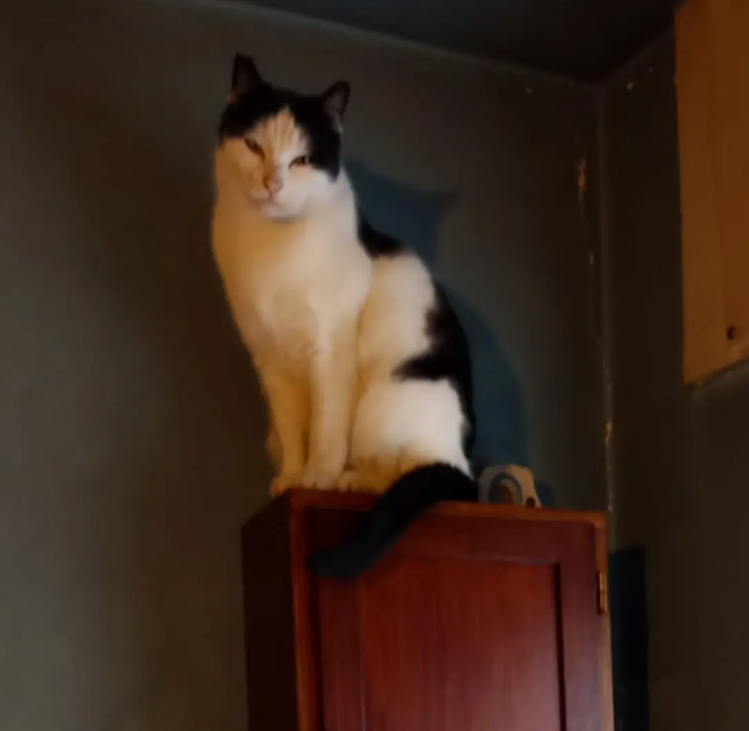 gatta lost   36075 Montecchio Maggiore Lola