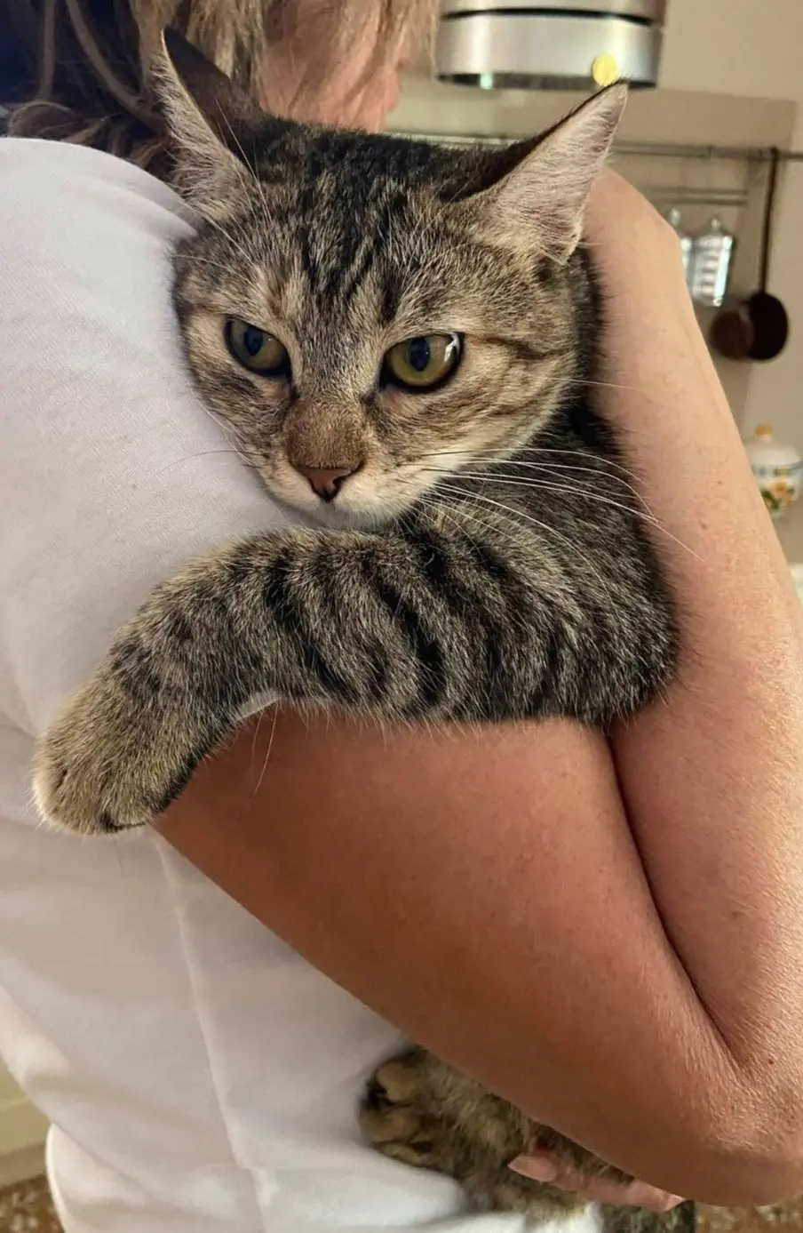 gatta lost   36071 Arzignano Matilde