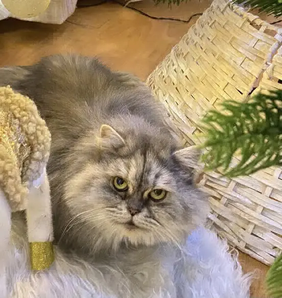 gatta lost   36078 Valdagno Milù