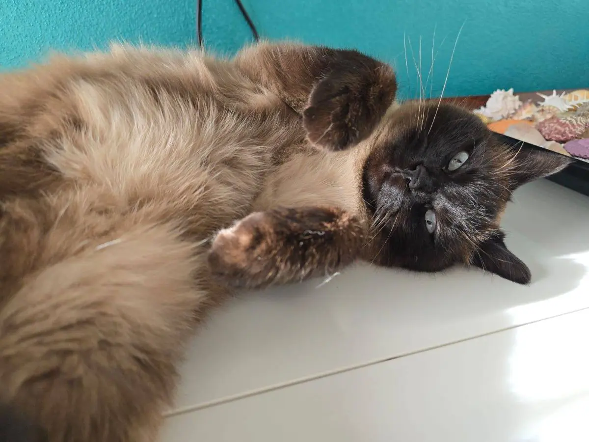 gatta lost   37010 Pastrengo Alice