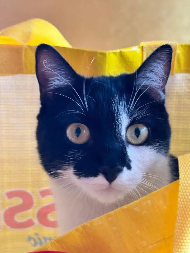 gatta lost   37057 San Giovanni Lupatoto Dora