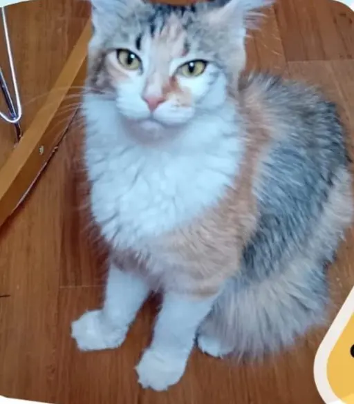 gatta lost   37050 Palù Girasole