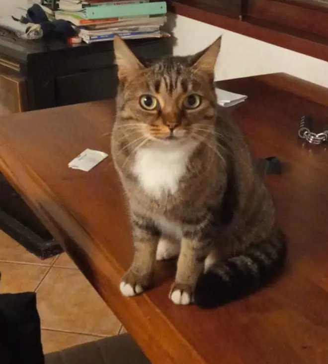 gatta lost   37010 Pastrengo Lucy