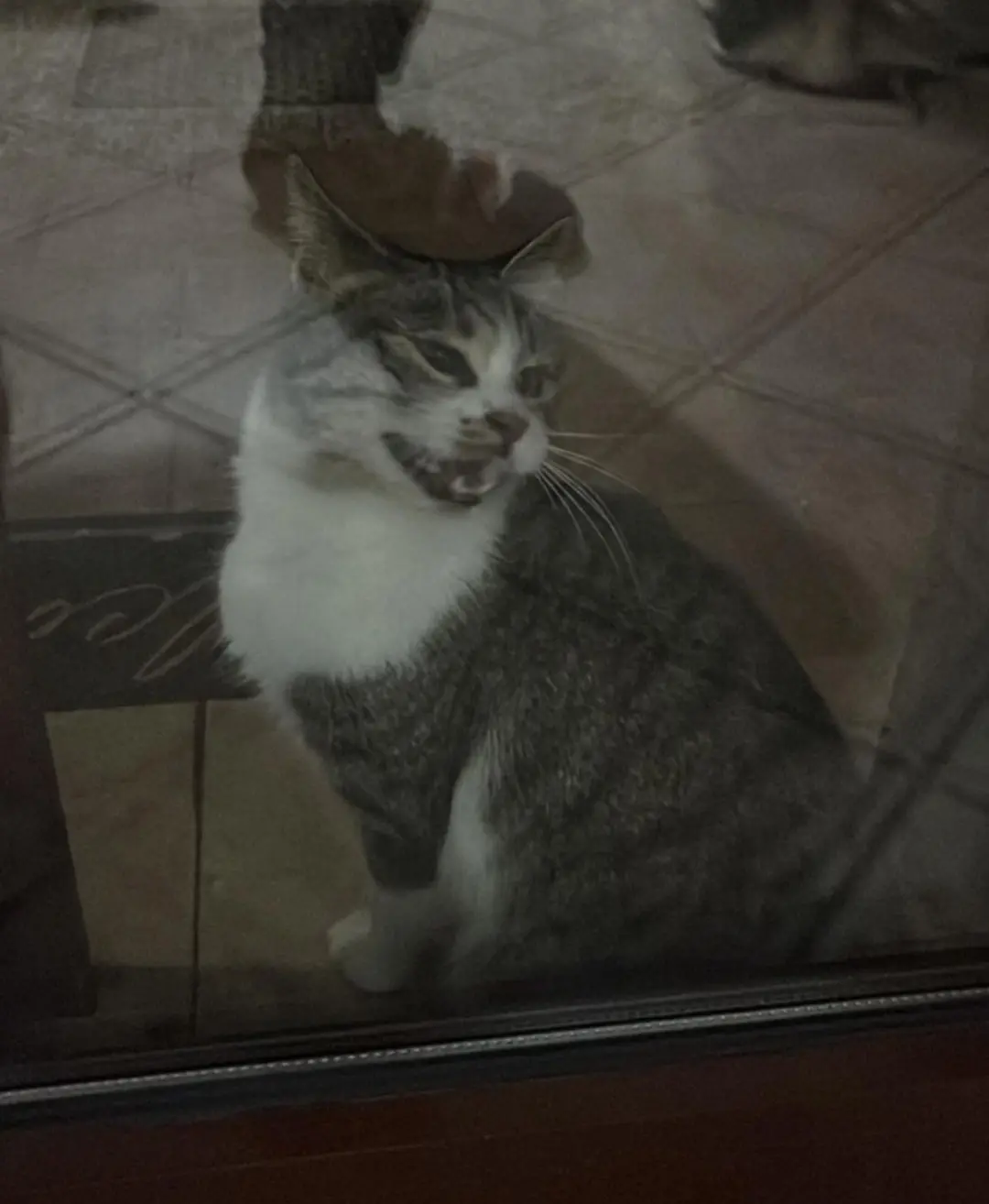 gatta lost   37040 Boschi Sant'Anna Luna