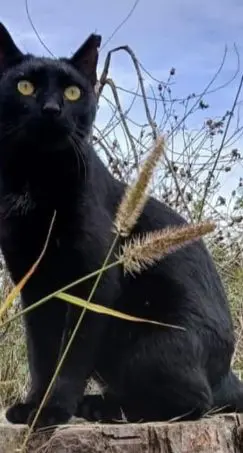 gatta lost   37050 Oppeano Micia