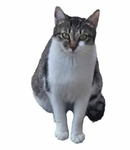 gatta lost   37024 Negrar di Valpolicella Piccola