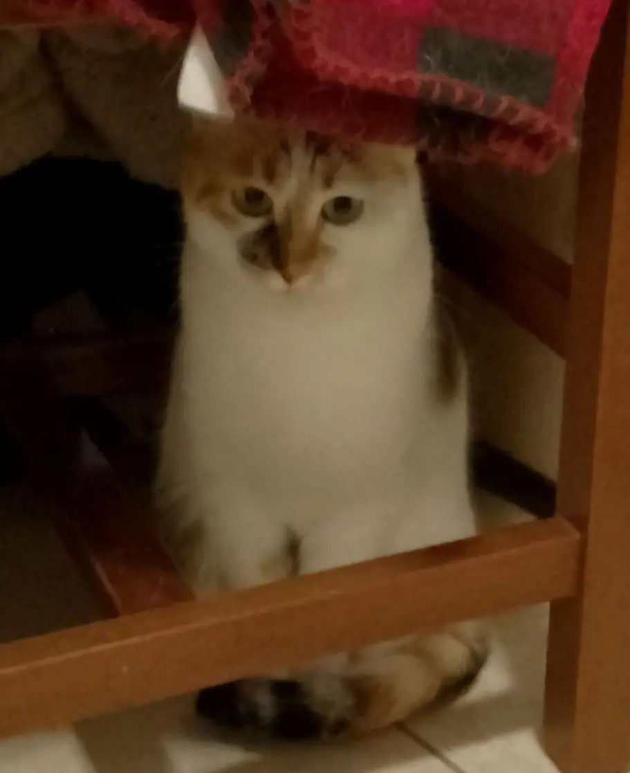 gatta lost   37121-37142 Vérone Ambra