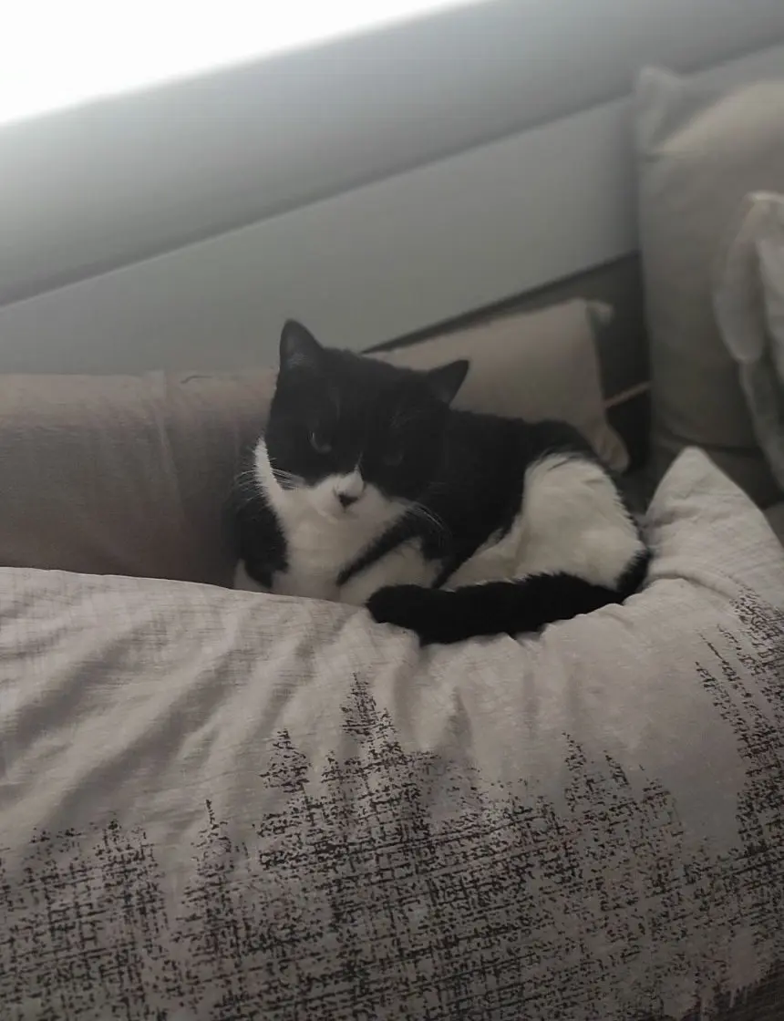 gatta lost   37121-37142 Vérone Melly