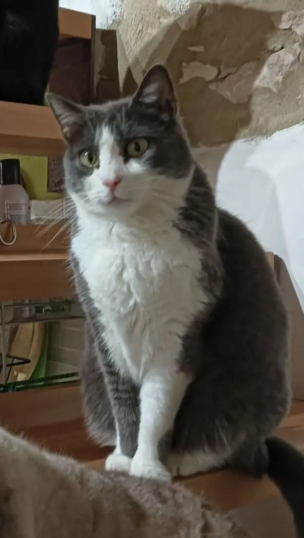 gatta lost   37121-37142 Vérone Sofia